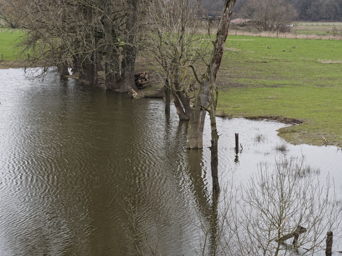 Auenlandschaft (NSG Am Tibaum) mit abgestorbenen Bäumen an der Lippe bei Werne-Stockum