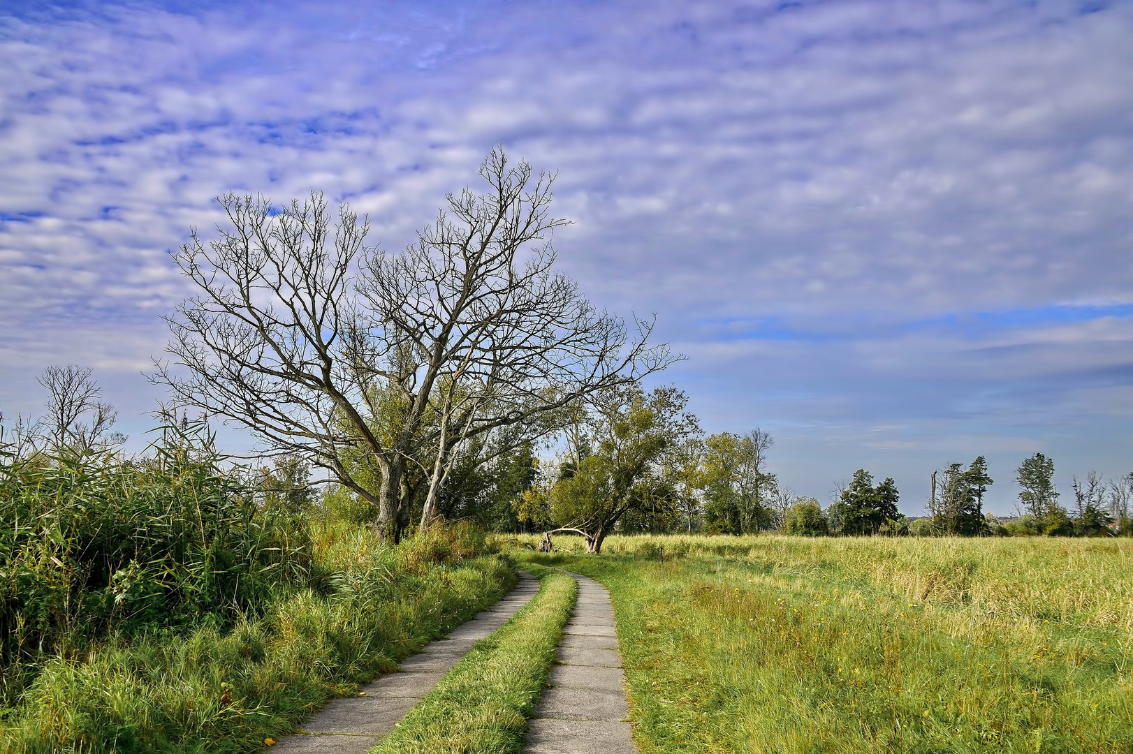 °Auenlandschaft/ Oder°