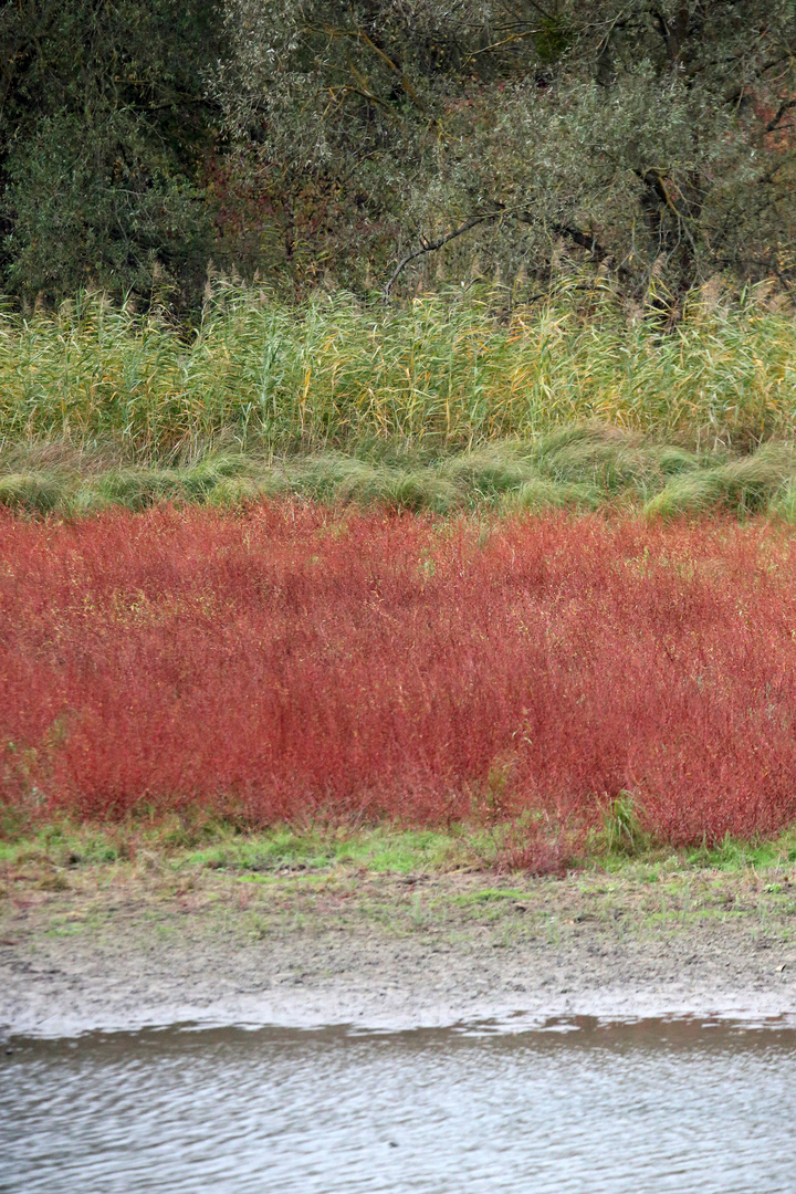 Auenlandschaft Rheinaltarm