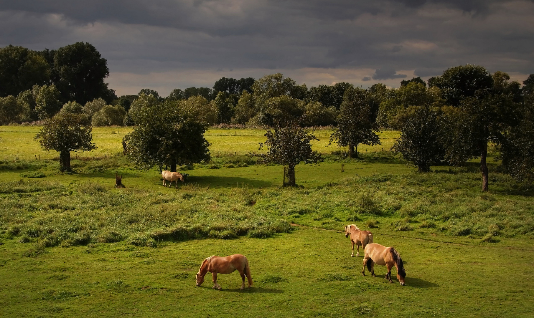 Auenlandschaft und Pferde