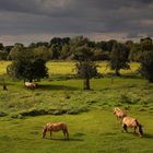 Auenlandschaft und Pferde