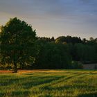 Auenlandstimmung in Offenberg / Neuhausen I