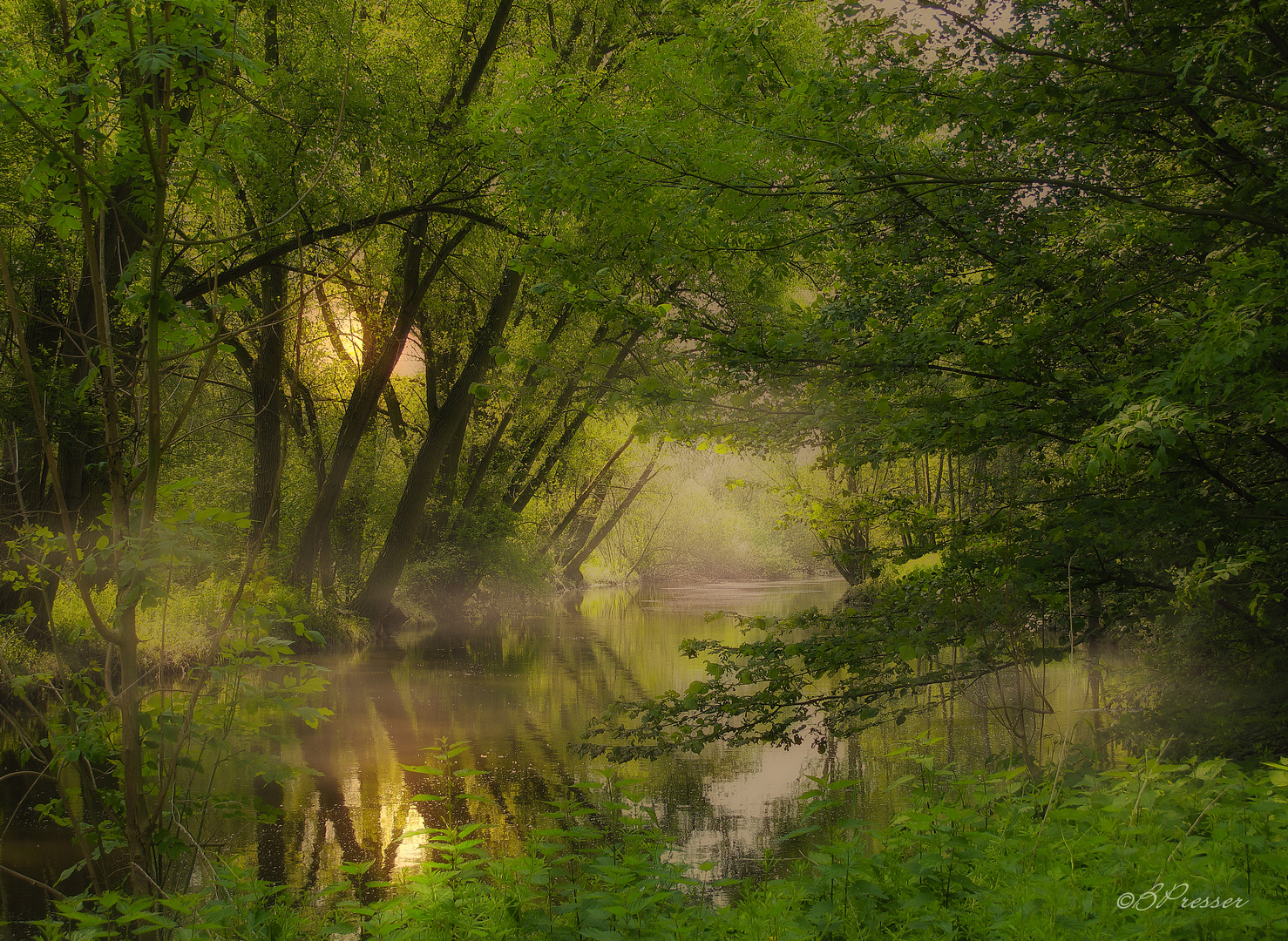 Auenmorgen