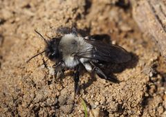 Auensandbiene (Andrena vaga)