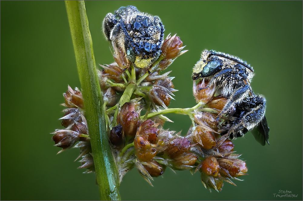 auen_schenkelbiene