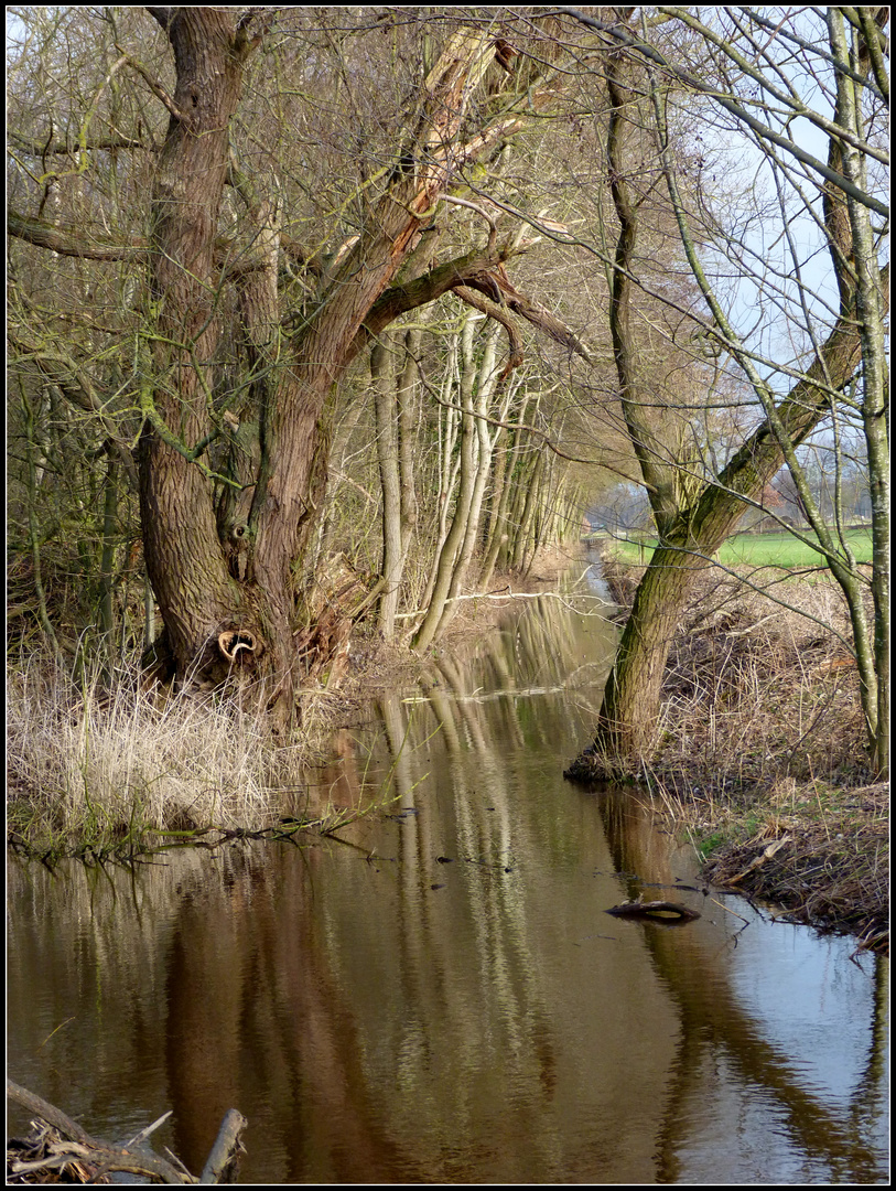 Auenwäldchen