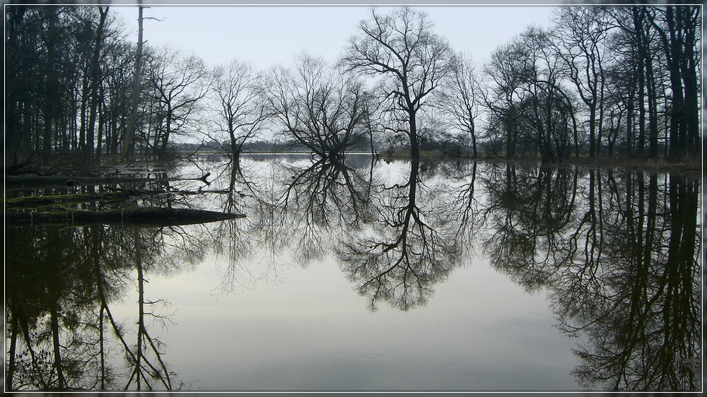 Auenwald an der Elbe