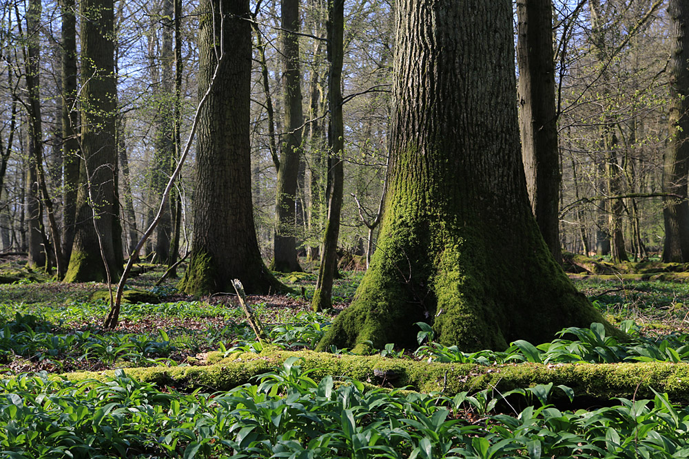 Auenwald im Kinzigtal