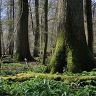 Auenwald im Kinzigtal