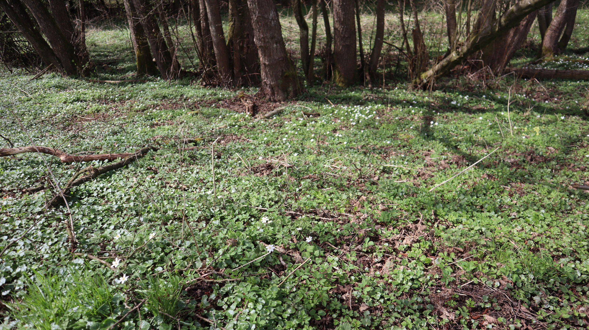 Auenwald mit Märzenbecher