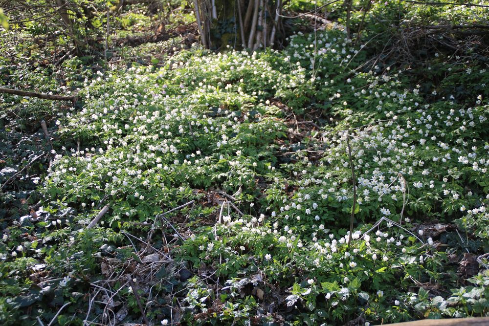 Auenwald mit Märzenbecher