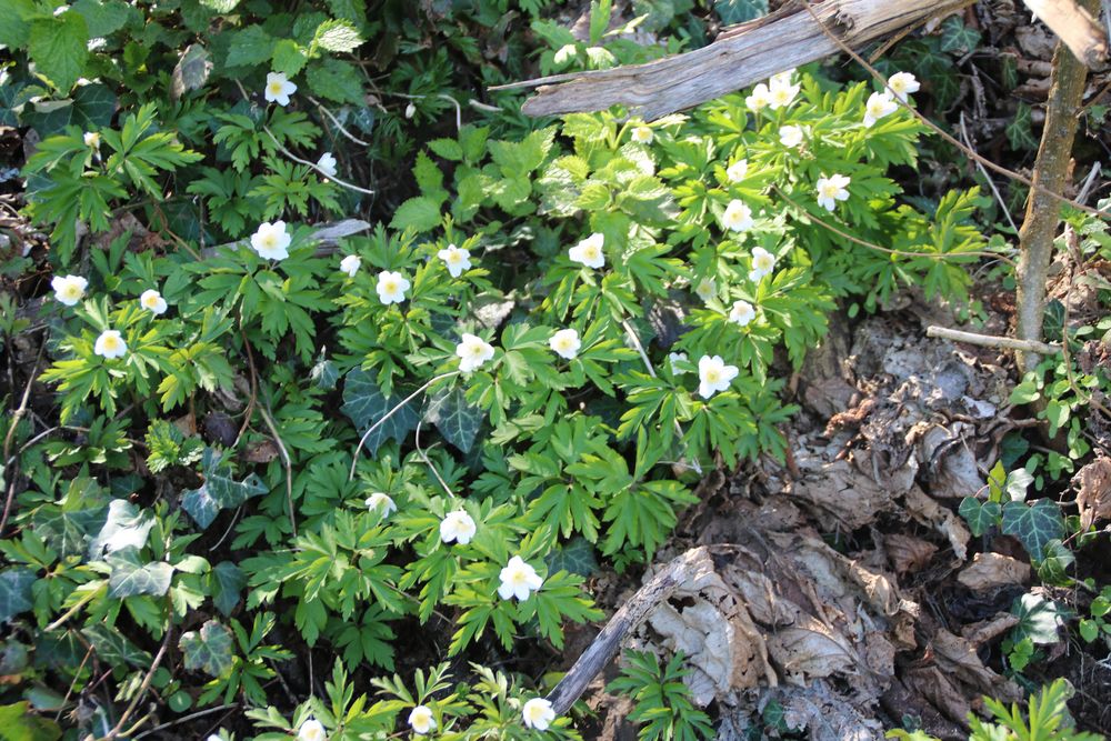 Auenwald mit Märzenbecher