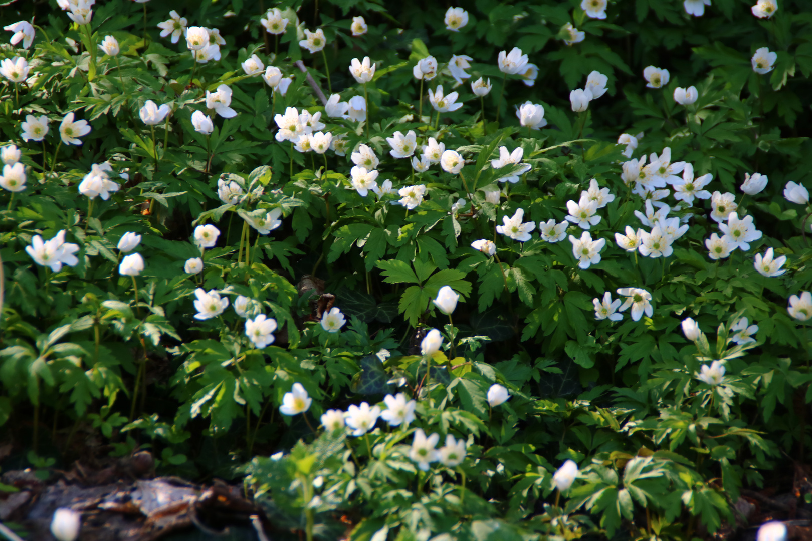 Auenwald mit Märzenbecher