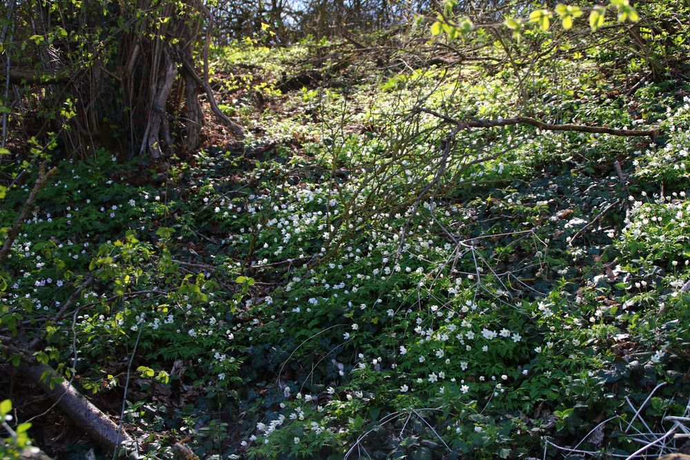 Auenwald mit Märzenbecher