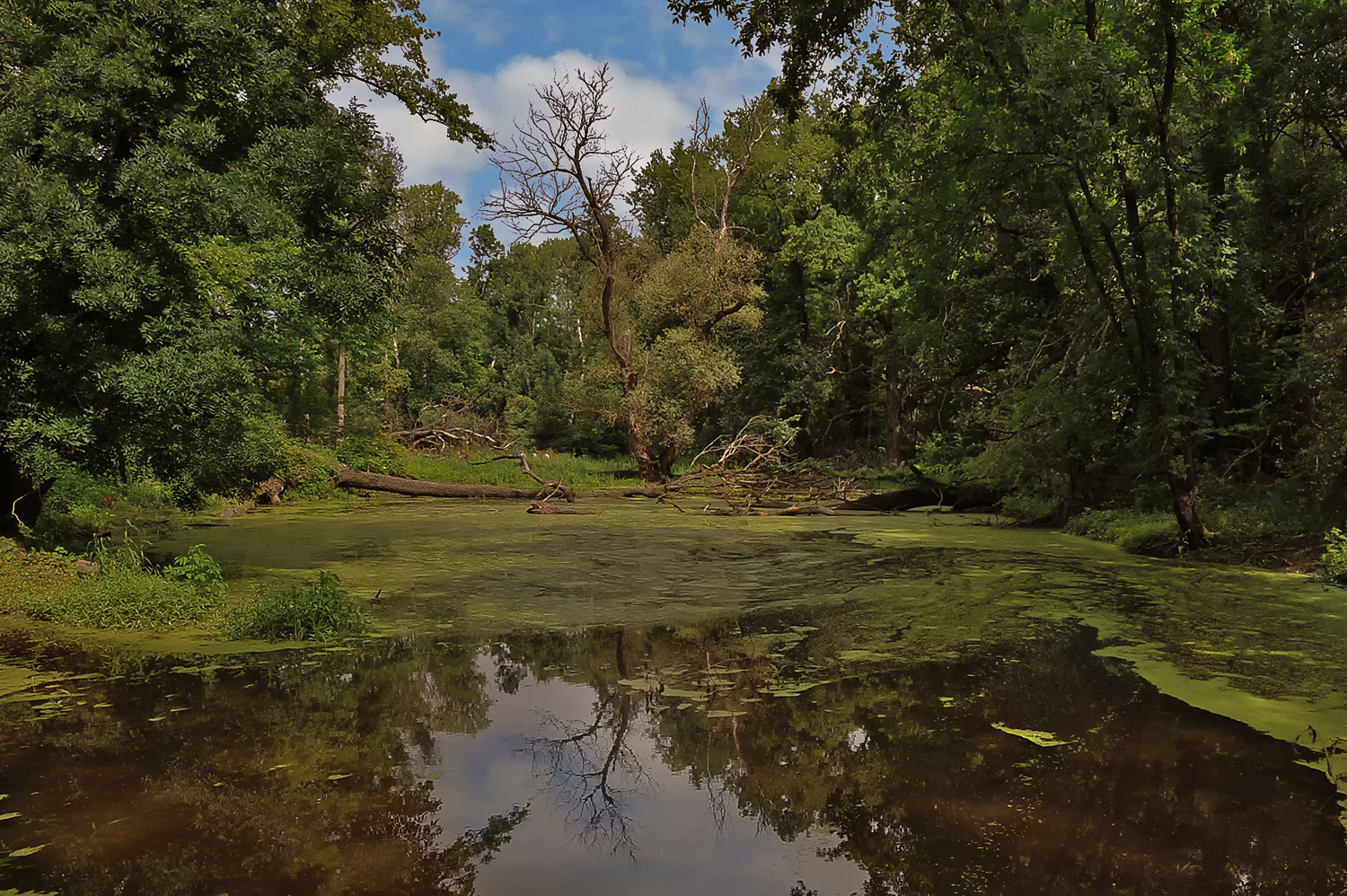 Auenwildnis an der March