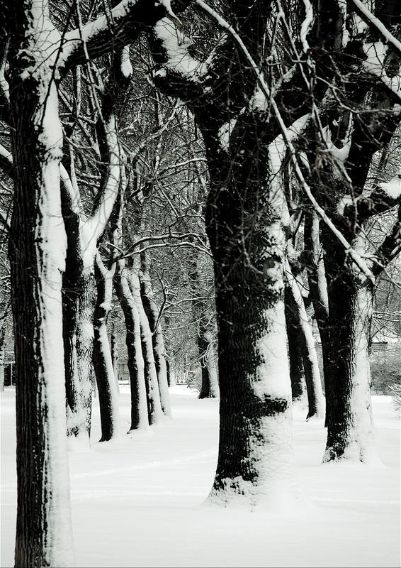 Auer Welsbach Parkbaum