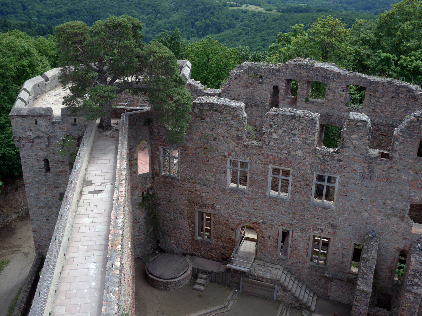 Auerbacher Schloss - Der Baum mitten in der Mauer