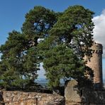 Auerbacher Schloss: Die berühmte Kiefer 01