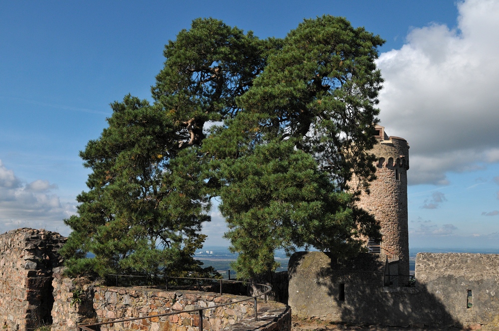 Auerbacher Schloss: Die berühmte Kiefer 01