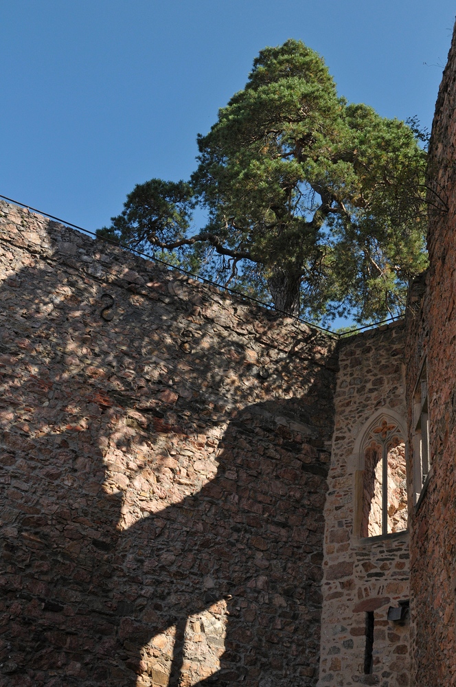 Auerbacher Schloss: Die berühmte Kiefer 02