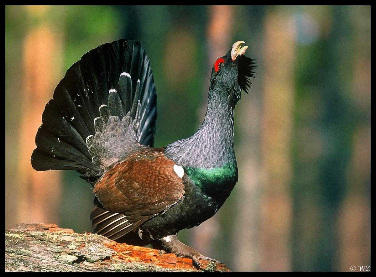 - Auerhahn Balz - ( Tetrao urogallus )