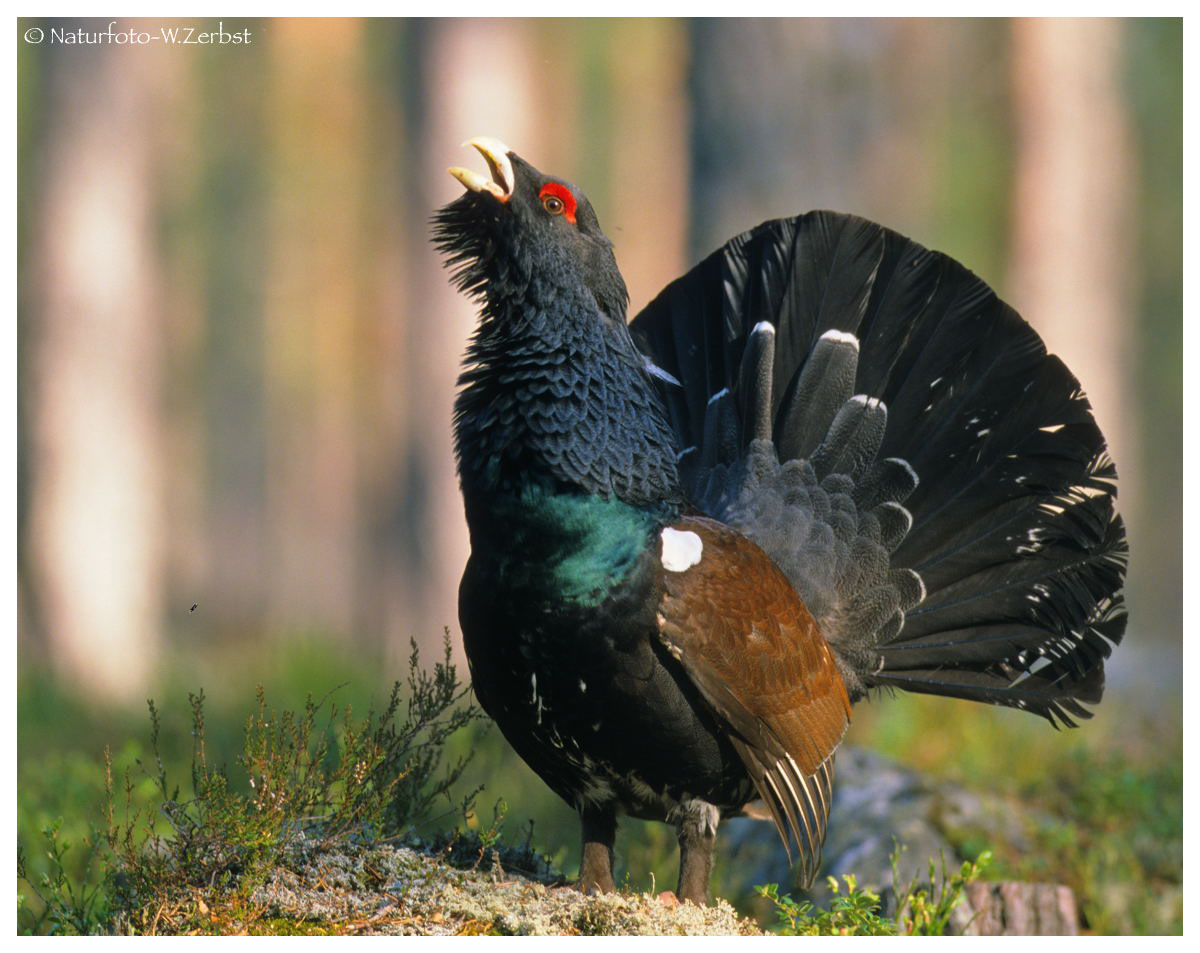 ---- Auerhahn Balz ---- ( Tettao urogallus )