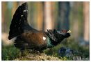 - Auerhahn Balz - ( Tettao urogallus ) von Wolfgang Zerbst - Naturfoto