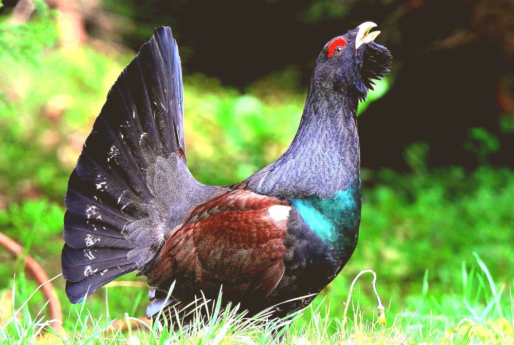 Auerhahn balzt Foto & Bild natur, tiere, vögel Bilder auf