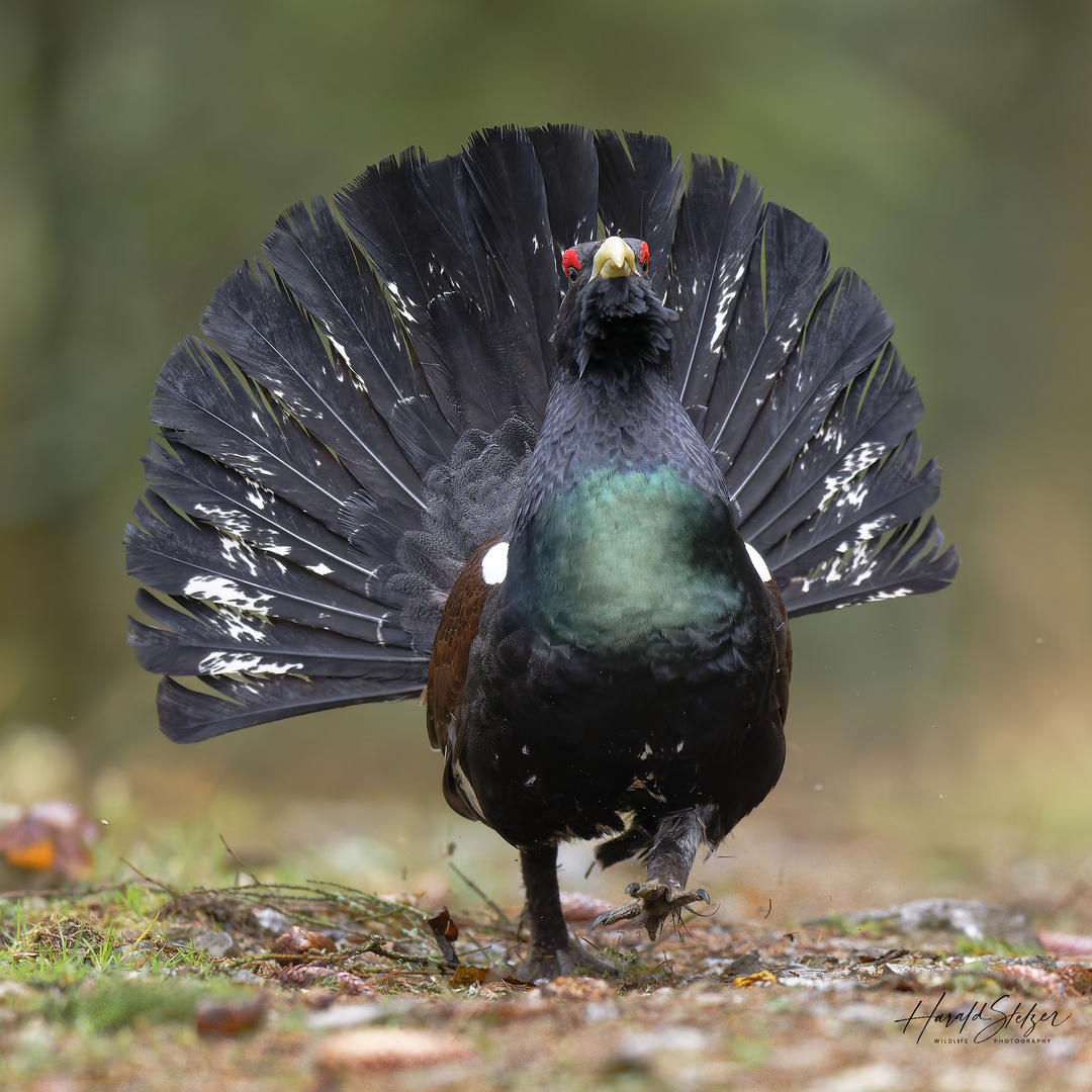 Auerhahn im Anmarsch oder besser im Anlauf 