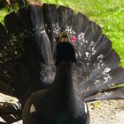 Auerhahn im Bayrischen Wald