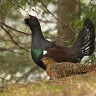 Auerhahn im Doppelpack