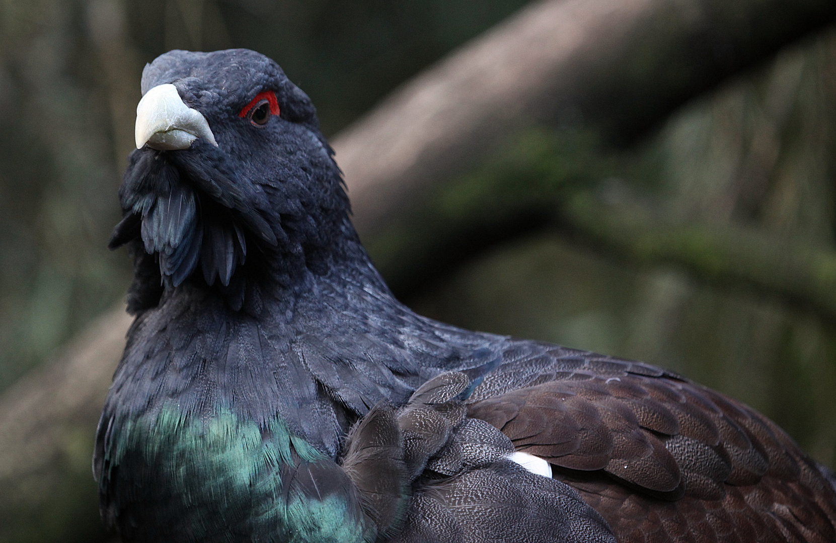 Auerhahn im Eulenkloster des Kölner Zoo