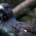 Auerhahn im Eulenkloster des Kölner Zoo