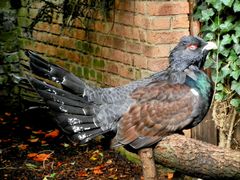 Auerhahn im Kölner Zoo