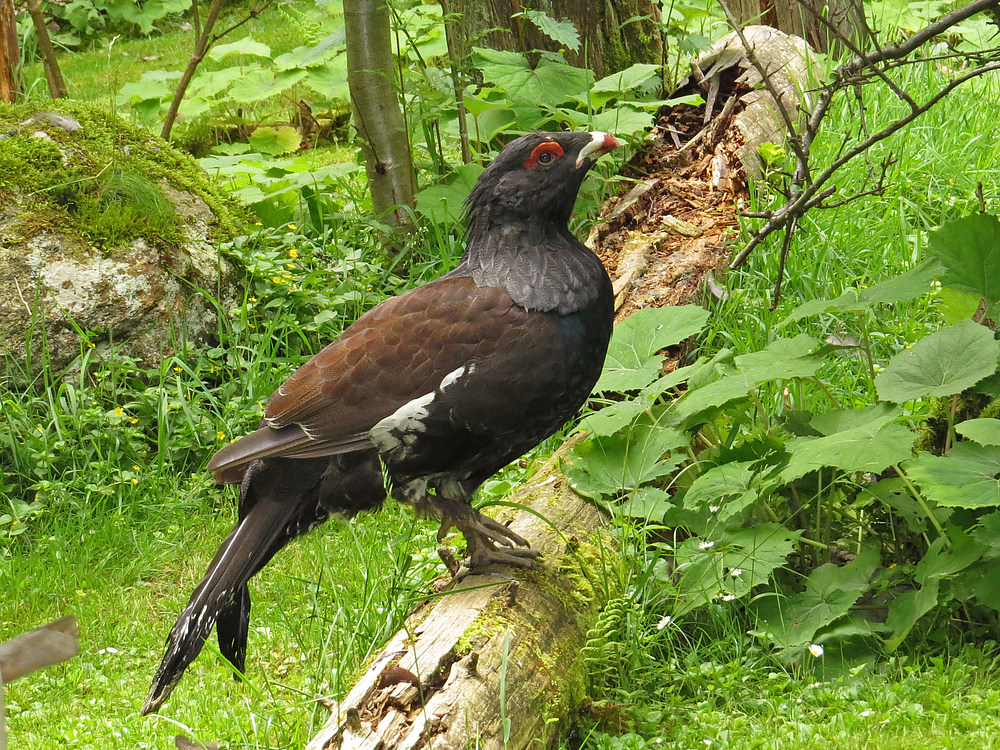 Auerhahn im Nationalpark Bayerischer Wald