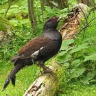 Auerhahn im Nationalpark Bayerischer Wald