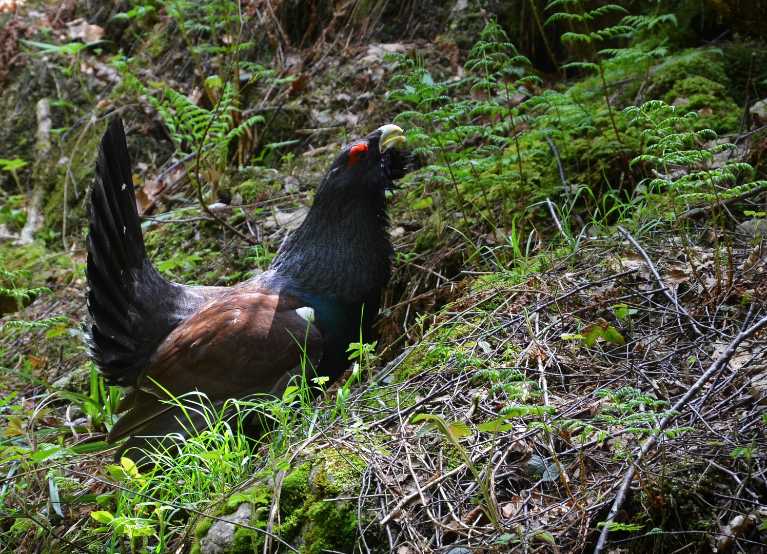 Auerhahn in freier Natur