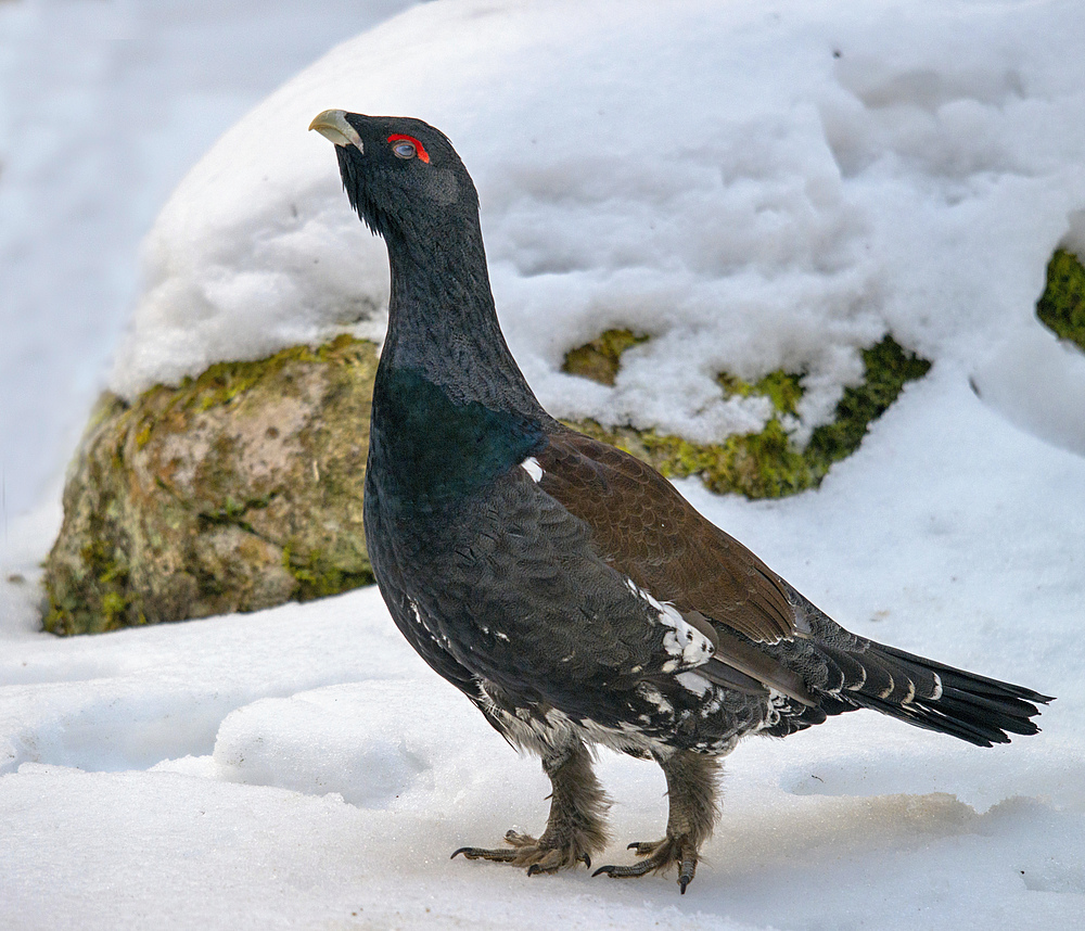 Auerhahn - NP Bayerischer Wald