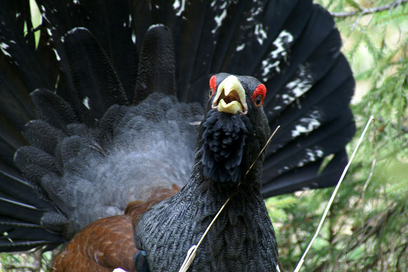 Auerhahn-Portrait