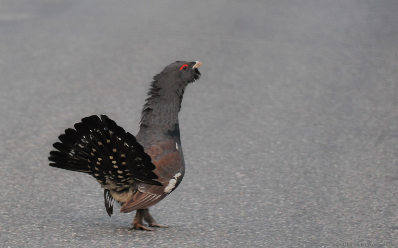 Auerhahn (Tetrao urogallus)