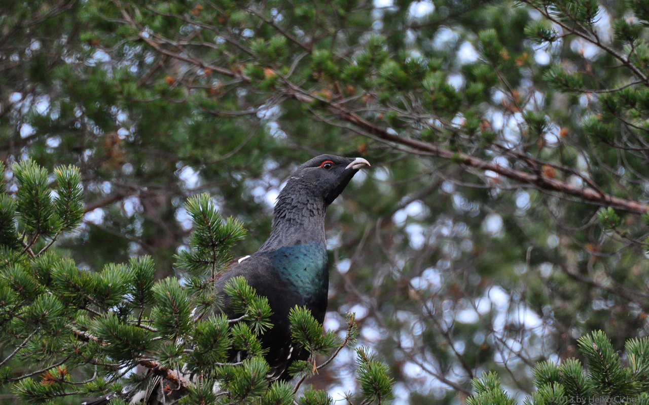 Auerhahn (Tetrao urogallus)