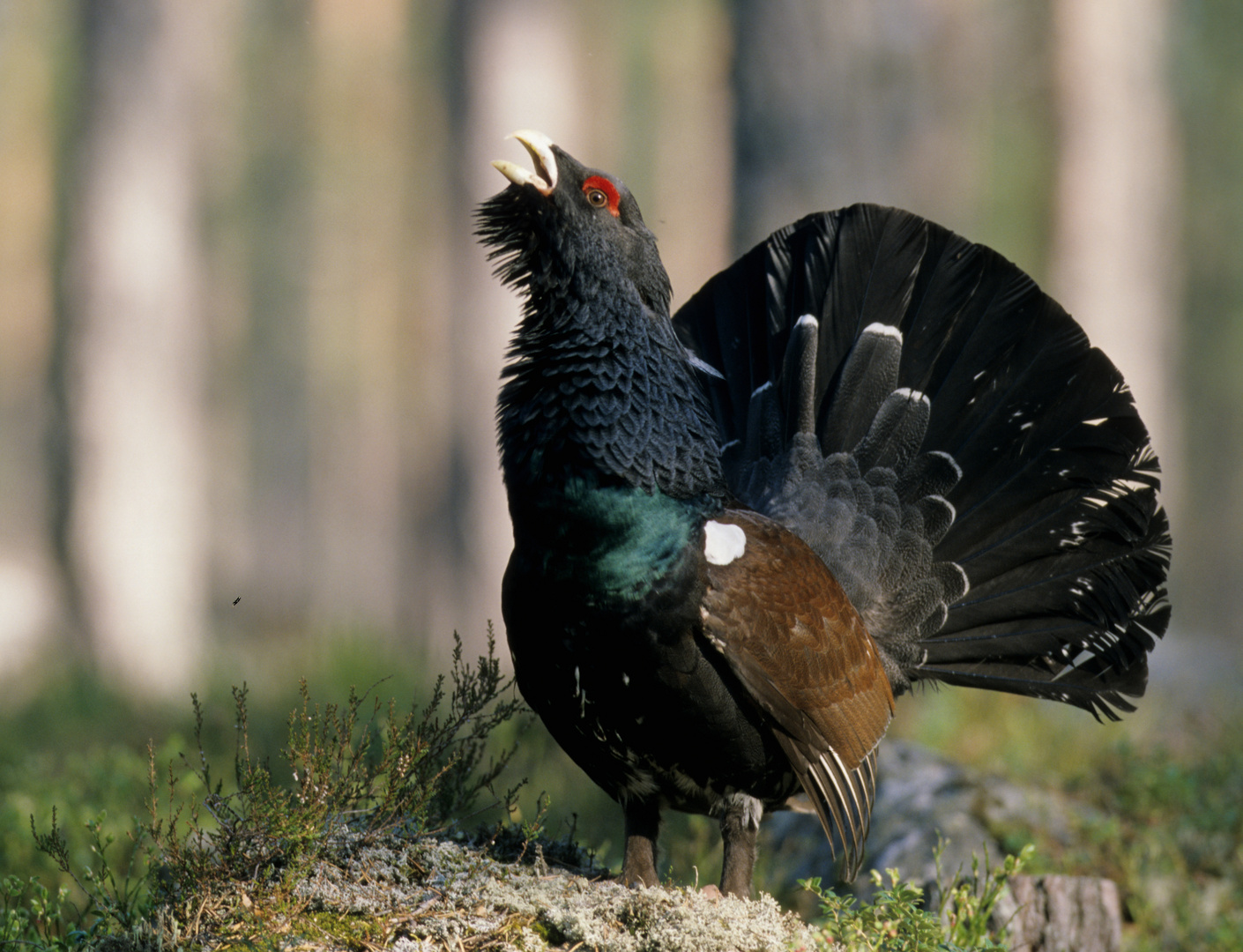   - AUERHAHN - ( Tetrau urogallus )