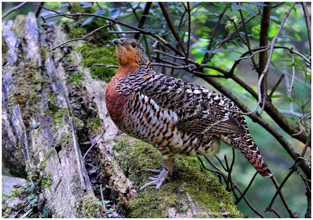 --- Auerhenne --- ( Tetrao urogallus )