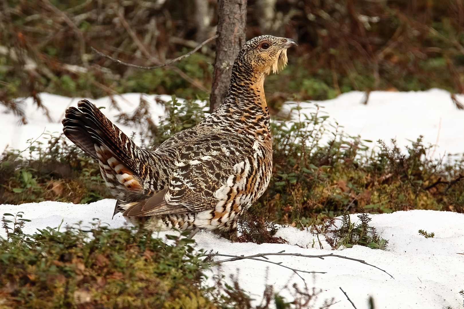 Auerhuhn