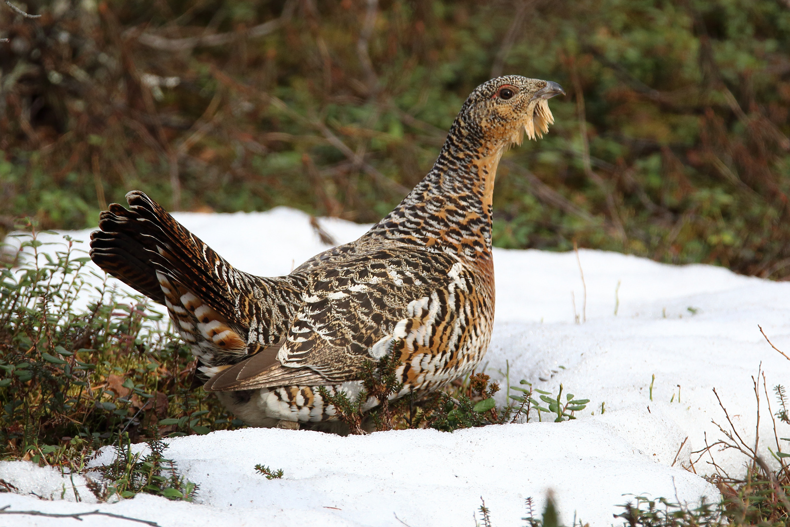 Auerhuhn