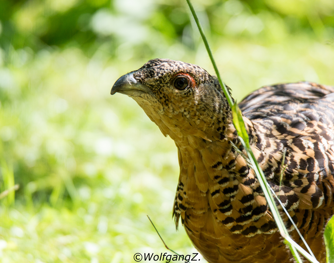 Auerhuhn