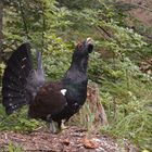 Auerhuhn / Auerhahn