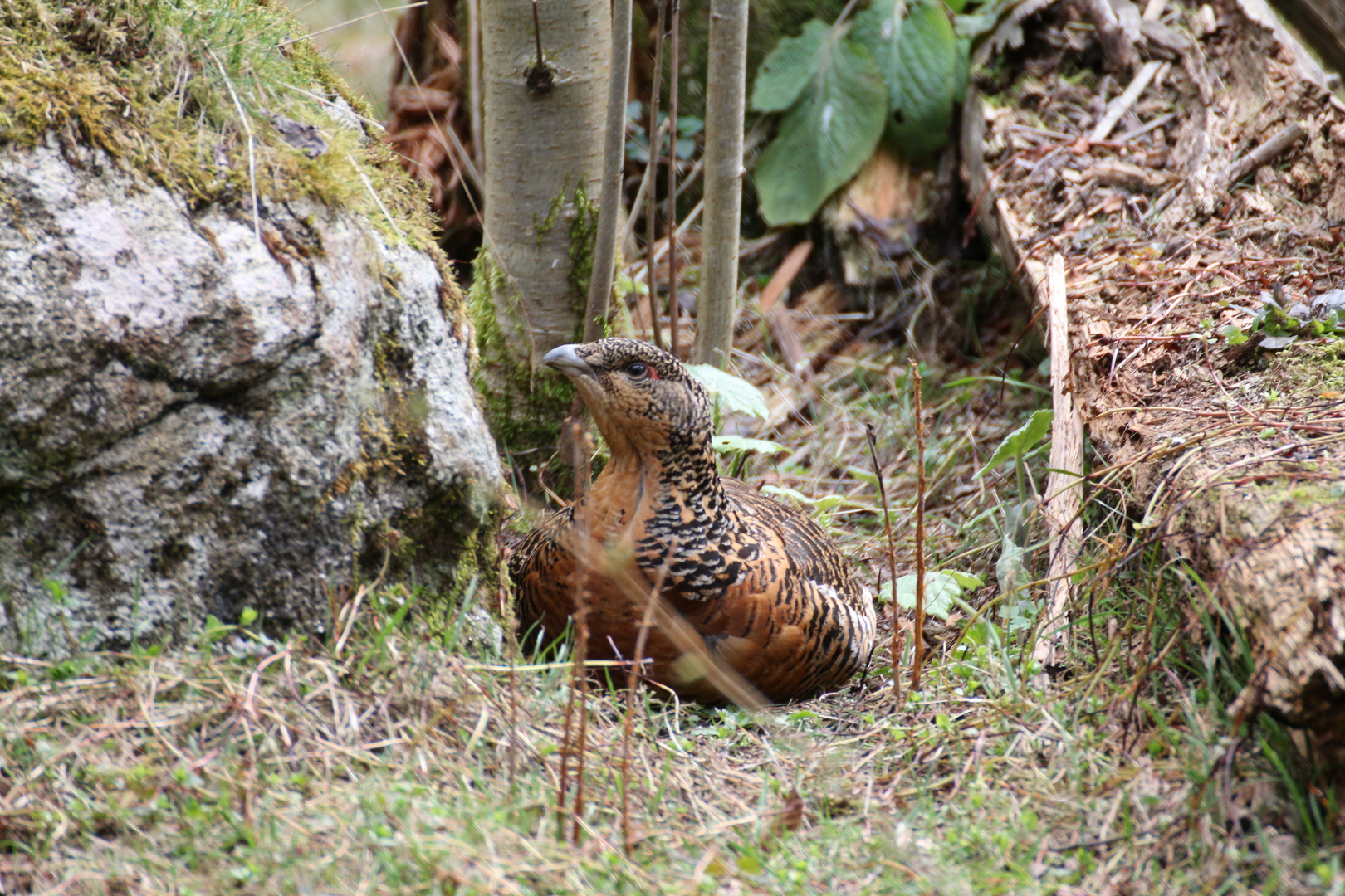 Auerhuhn