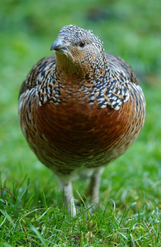 Auerhuhn (captive), Nationalpark Bayerischer Wald