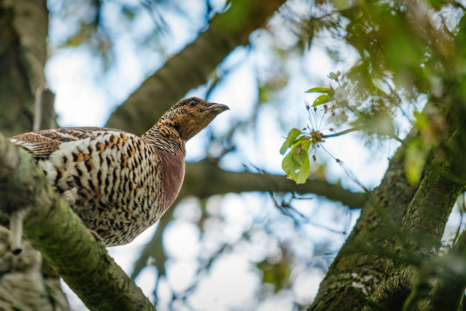 Auerhuhn